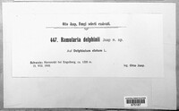 Ramularia delphinii image